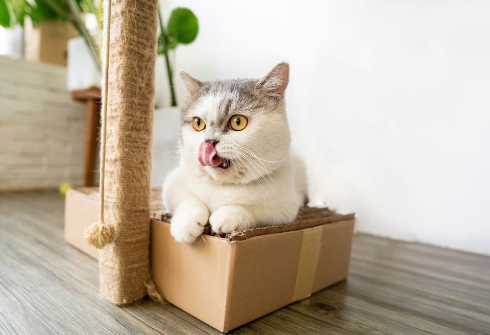 ТОП-7 интерактивных игрушек, которые помогут развлечь кота, когда вы на работе